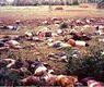 صورة ارشيفية لجرائم الابادة 