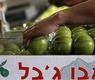 أرشيفية لتعبئة صناديق التفاح في شركة إسرائيلية